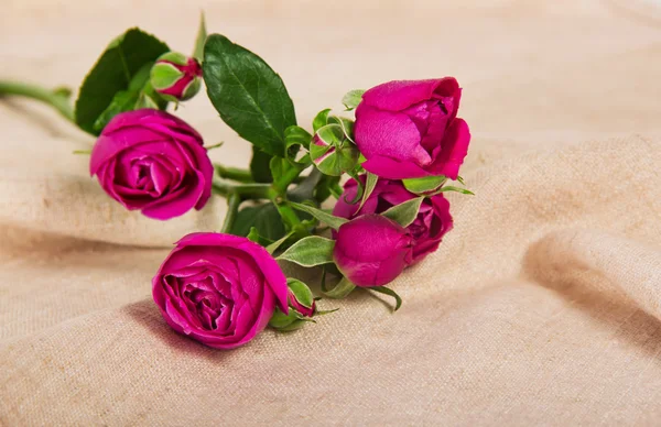 Mooie roze rozen op een doek — Stockfoto