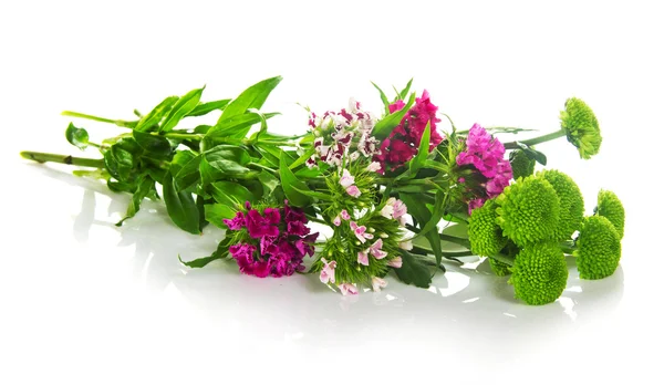 Branch of green chrysanthemums and the colored carnations — Stock Photo, Image