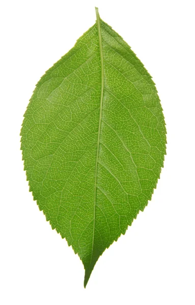Вишнево-зеленый лист, изолированный на белом — стоковое фото
