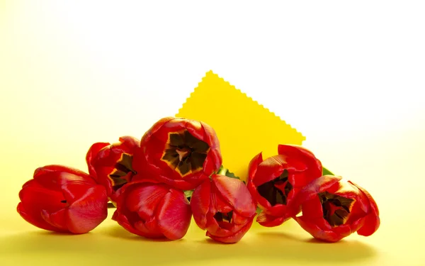 Bouquet di tulipani rossi e biglietto vuoto per il messaggio su sfondo giallo — Foto Stock