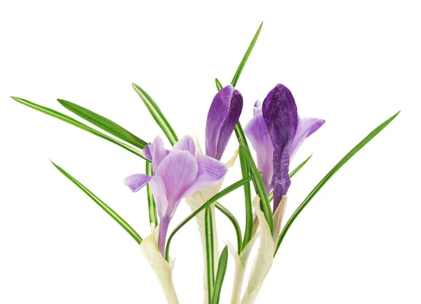 Bright crocuses close up, aislado en blanco —  Fotos de Stock