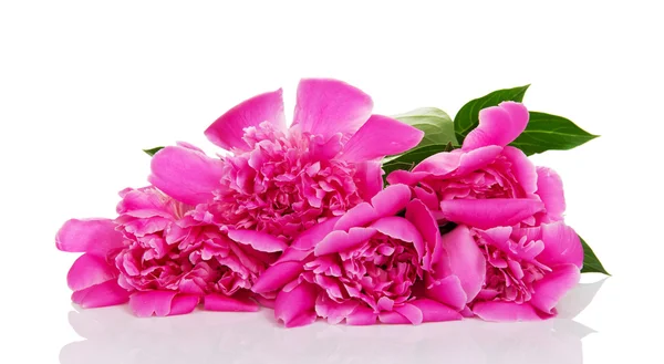 Bouquet of the bright pink peonies — Stock Photo, Image