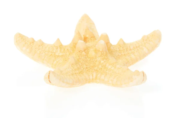 Желтая морская звезда закрывается отдельно на белом — стоковое фото