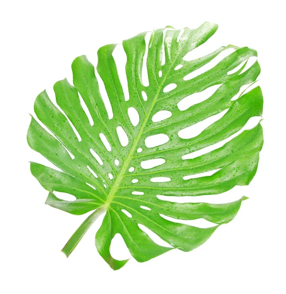 Tropical leaf close up with water drops isolated on white — Stock Photo, Image