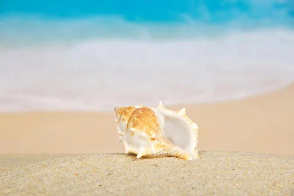 Gran, hermoso fregadero en la costa del mar — Foto de Stock