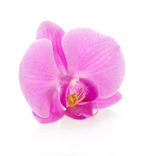 Fiore del Orchid vicino, isolato su bianco — Foto Stock