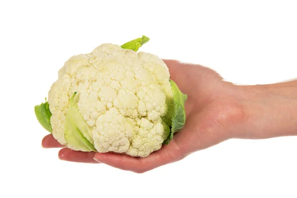 Coliflor en la mano femenina — Foto de Stock