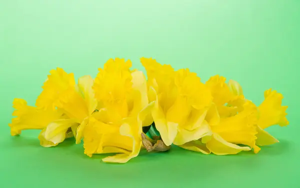 Yellow, fresh narcissuses on a green background — Stock Photo, Image