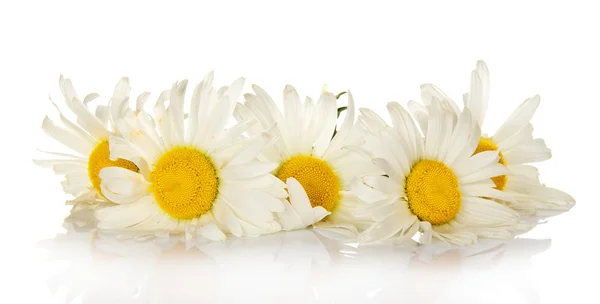 The heads of bright white camomiles — Stock Photo, Image