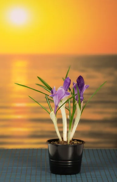 Pot with crocuses on a bamboo cloth against the sea — Stock Photo, Image