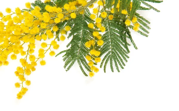 Mimosa branch close up, isolated on white — Stock Photo, Image