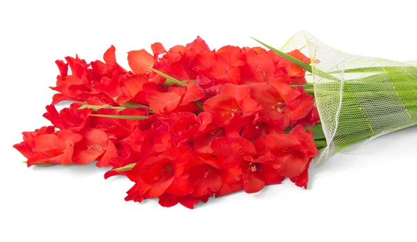 Ramo de gladiolo rojo aislado en blanco —  Fotos de Stock