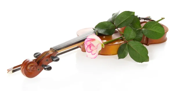 Violino e suave rozy, isolado no branco — Fotografia de Stock