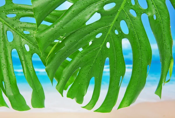 Duas folhas com gotas de água contra uma praia — Fotografia de Stock