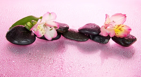 Flor de una alstroemeria y piedras en gotas de agua, sobre un fondo rosa —  Fotos de Stock