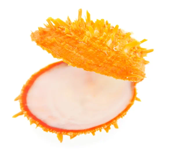 Оранжевая ракушка закрывается отдельно на белом — стоковое фото