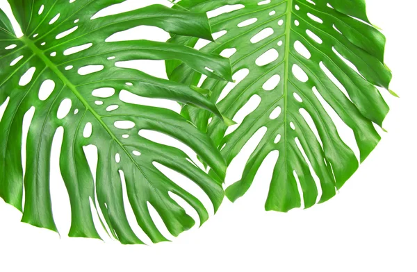 Twee heldere tropische bladeren met gaten close-up geïsoleerd op wit — Stockfoto