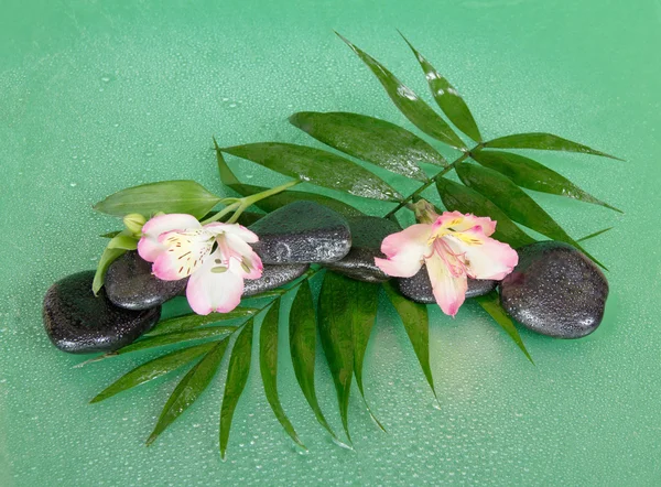 Wet stones and alstroemeria flower on a howea leaf, on a green background — Stock Photo, Image