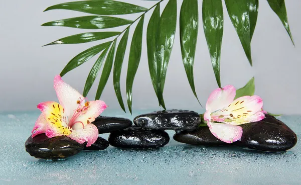 Big leaf of a howea over stones and an alstroemeria flower in water drops, on a gray background — Stock Photo, Image