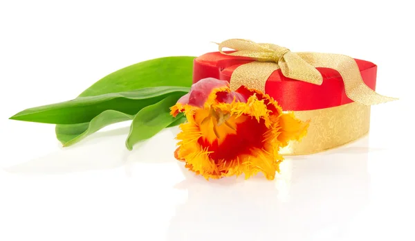 Тюльпан, подарочная коробка сердца изолированы на белом — стоковое фото