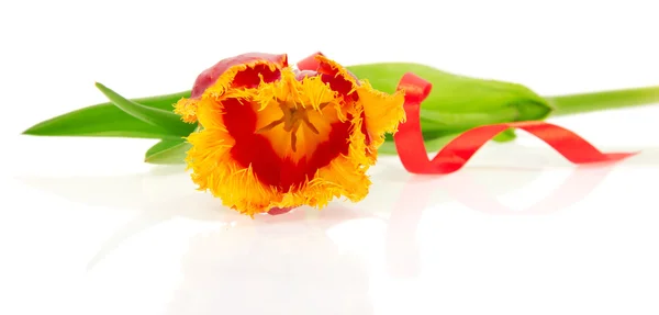 Яркий тюльпан украшен лентой, изолированной на белом — стоковое фото