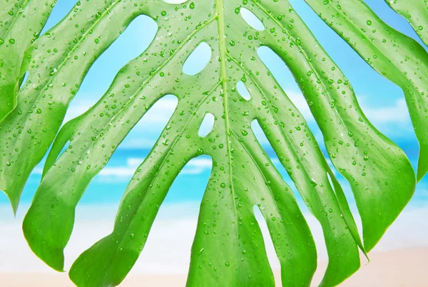 Folha de Monstera com gotas de água contra uma praia — Fotografia de Stock