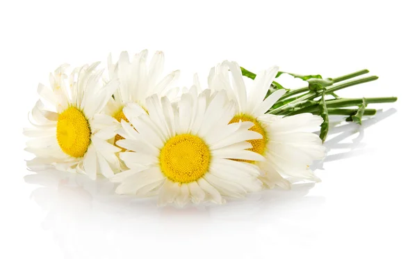 The heads of bright white camomiles isolated on white — Stock Photo, Image