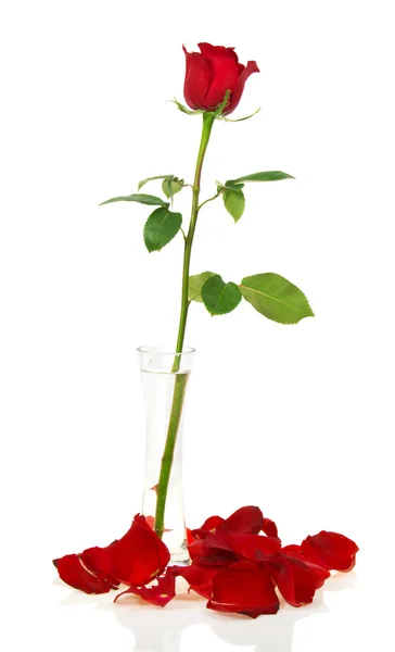 Rode roos in een vaas met bloemblaadjes geïsoleerd op wit — Stockfoto