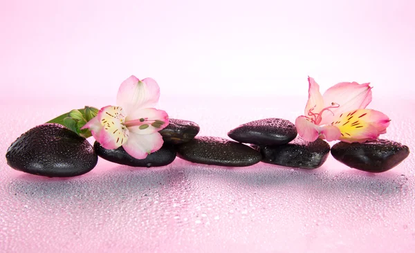 Piedras y alstroemeria flor en gotas de agua, sobre un fondo rosa — Foto de Stock