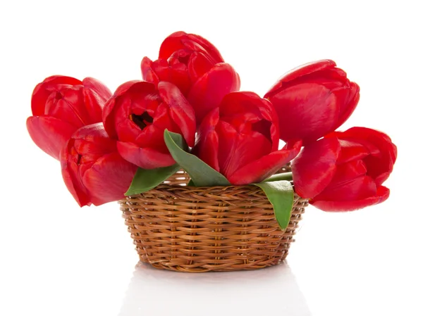 Rote Tulpen im Weidenkorb, isoliert auf weiß — Stockfoto