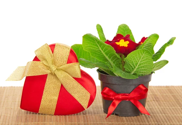 Primula, gift box of heart on the bamboo cloth, isolated on white Stock Picture