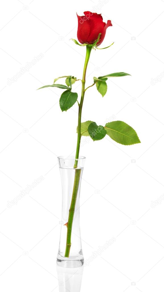 Scarlet rose in vase isolated on white