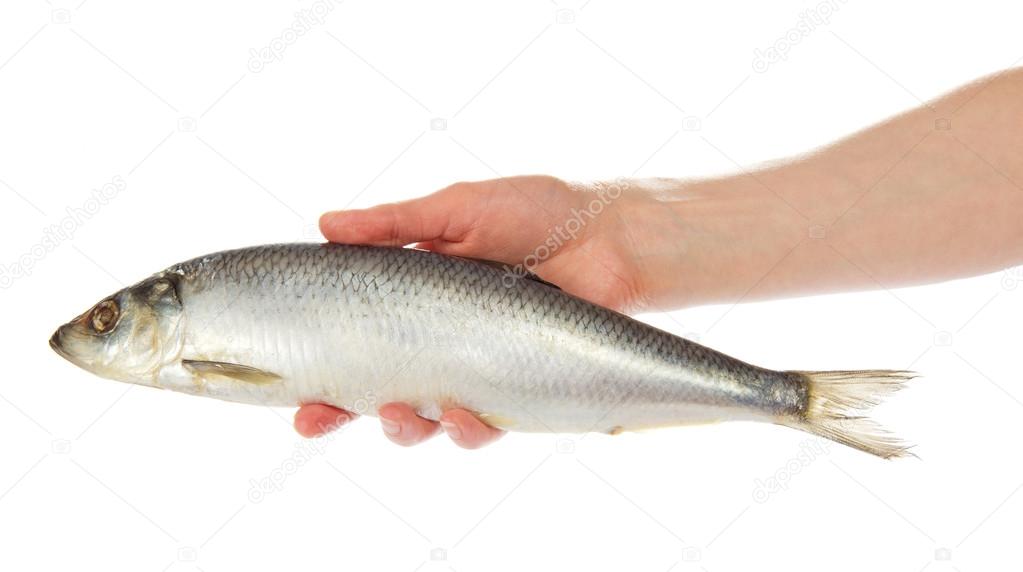 Salty herring in the female hand, isolated on white