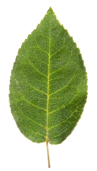 흰색 절연 로즈의 단 하나 잎 — 스톡 사진