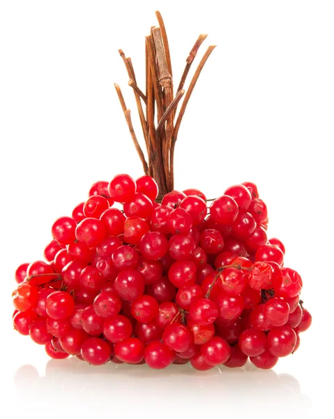 Linking of berries a guelder-rose — Stock Photo, Image