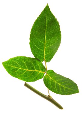 Gül yaprak sapı ile