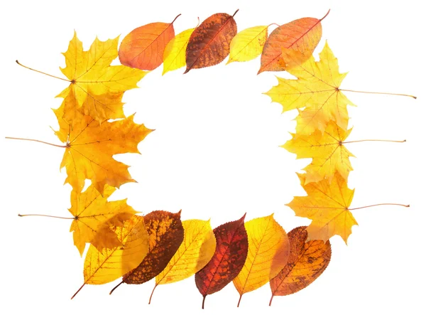 Autumn maple leaves falling frame — Stock Photo, Image