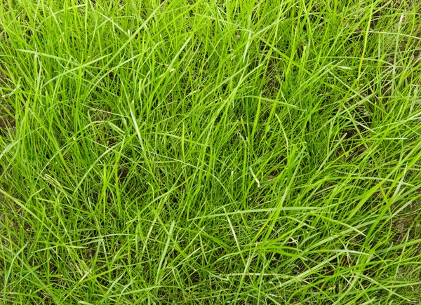 Unshorn green lawn closeup. Background, texture. — Stock Photo, Image