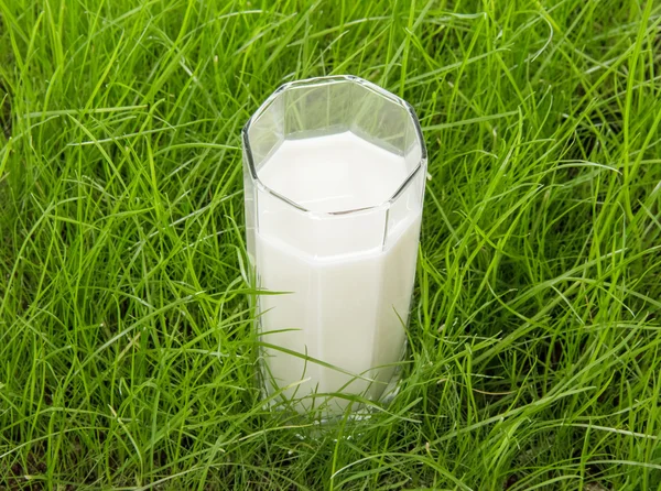 緑の草の新鮮な牛乳のガラス — ストック写真