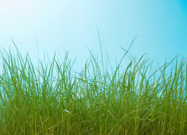 High green grass closeup on blue background — Stock Photo, Image