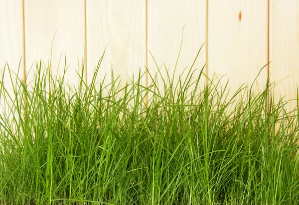 Wooden fence with green grass — Stock Photo, Image