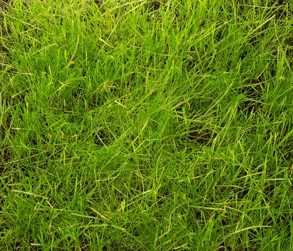 Just trimmed grass closeup. Background, texture. — Stock Photo, Image