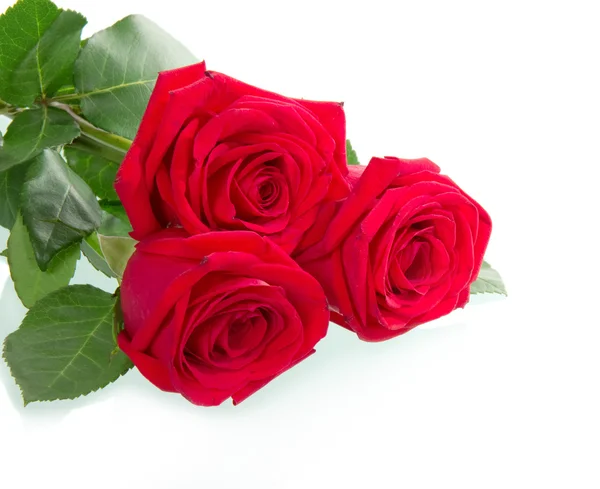 Beautiful three red rose — Stock Photo, Image