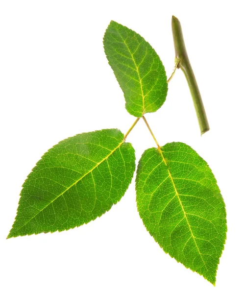Stammrosen mit drei grünen Blättern — Stockfoto