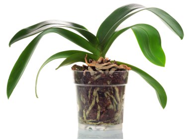 Orchid in a pot clipart