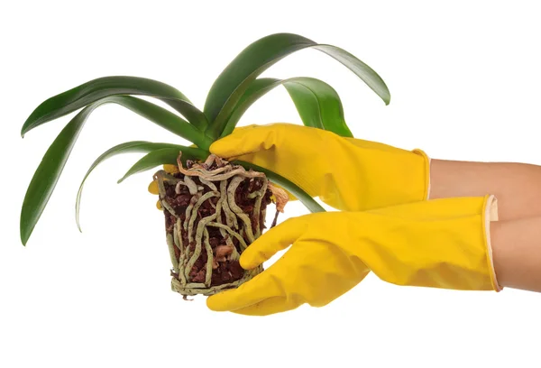 Orchidée dans un pot — Photo