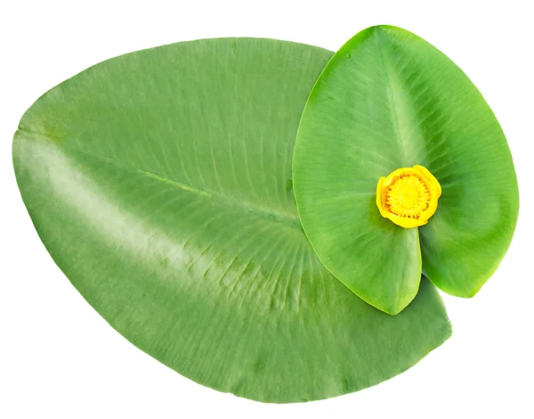 Leaves and yellow flower — Stock Photo, Image