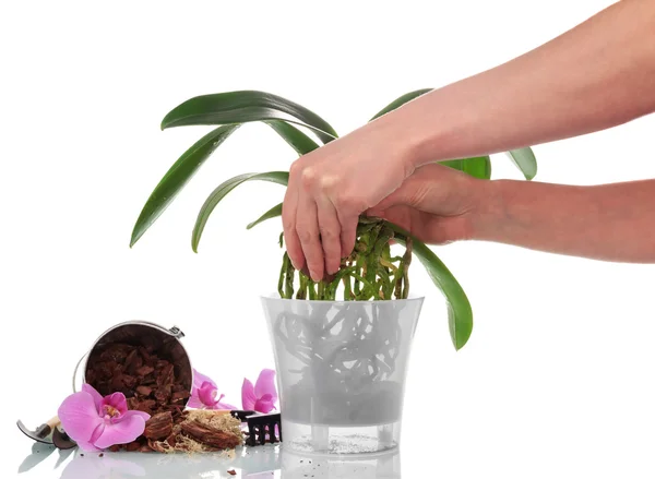 Orquídea em vaso — Fotografia de Stock