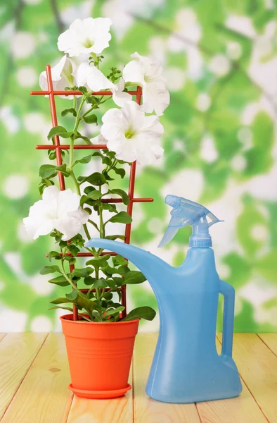 Fiore di petunia bianca in vaso — Foto Stock