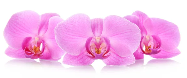 Orchid квіти — стокове фото